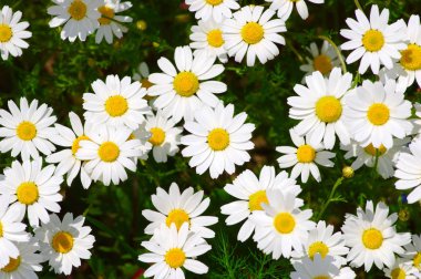 Sahada beyaz papatyalar