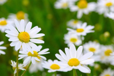 Sahada beyaz papatyalar