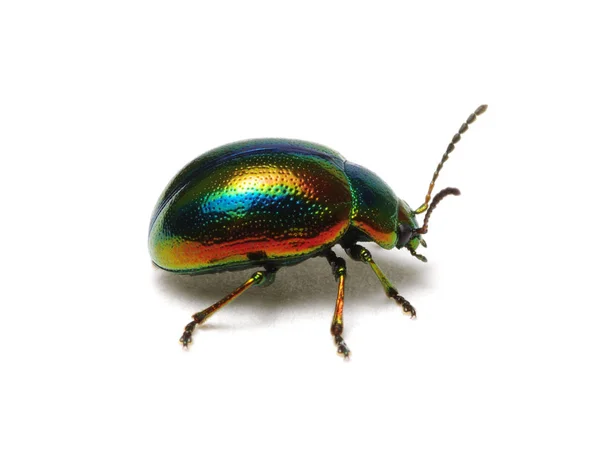 Escarabajo de la hoja Chrysolina graminis —  Fotos de Stock