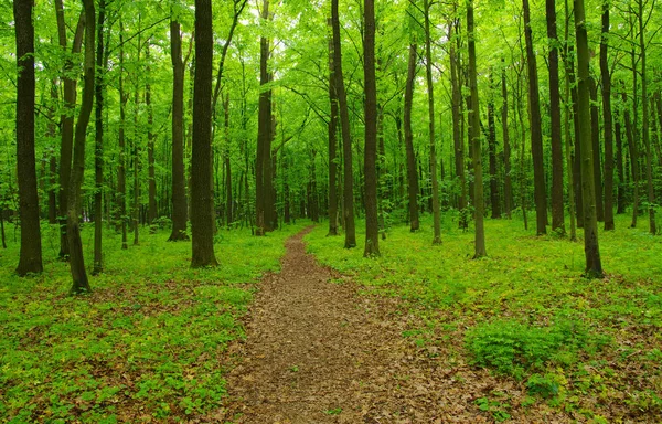 Skogsträd på våren — Stockfoto