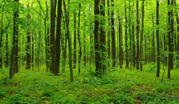 Grüner Wald im Frühling — Stockfoto