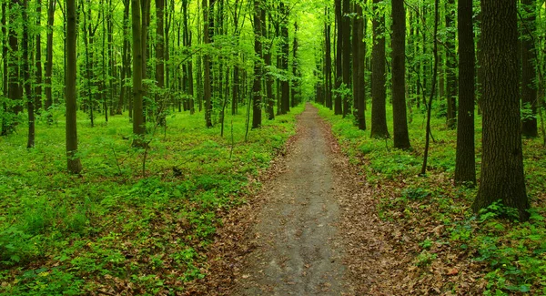 Alberi forestali in primavera — Foto Stock