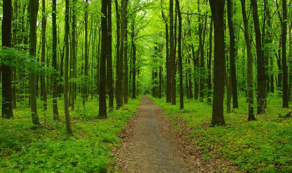 Alberi forestali in primavera — Foto Stock