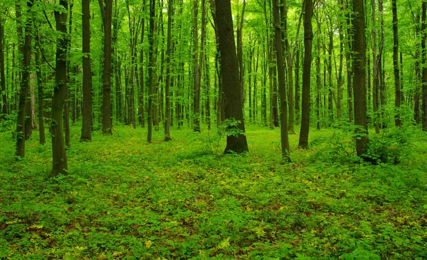 Árboles forestales en primavera —  Fotos de Stock