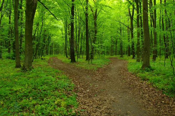 Floresta verde e caminho — Fotografia de Stock