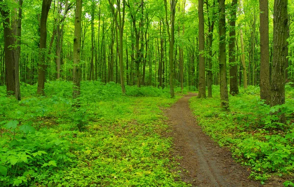 Grüner Wald und Pfad — Stockfoto