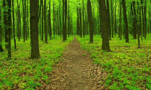 Floresta verde e caminho — Fotografia de Stock