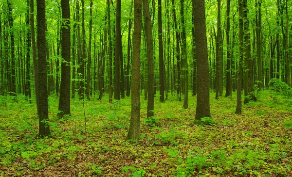 Bosbomen in het voorjaar — Stockfoto