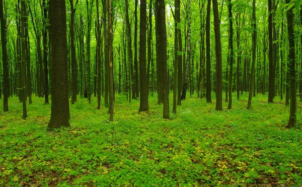 Zelený les na jaře — Stock fotografie