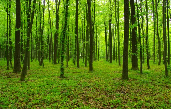 春の緑の森 — ストック写真
