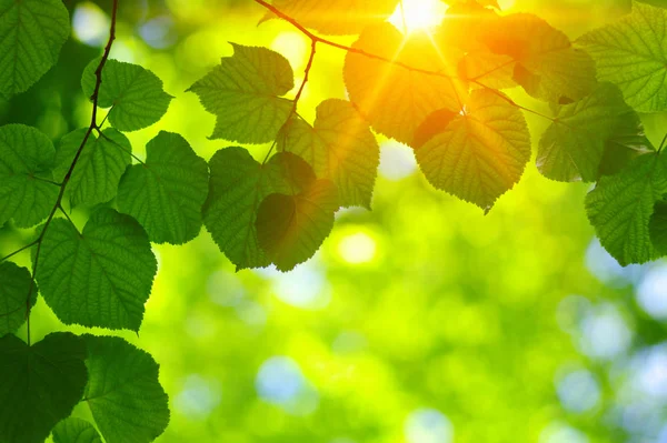 Green leaves on the sun. — Stock Photo, Image