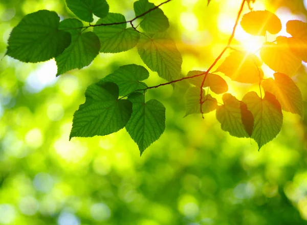 Green leaves and sun — Stock Photo, Image