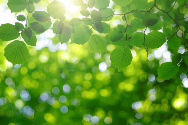 Gröna blad och sol — Stockfoto