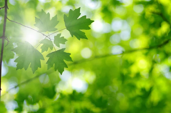 Зеленые листья и солнце — стоковое фото