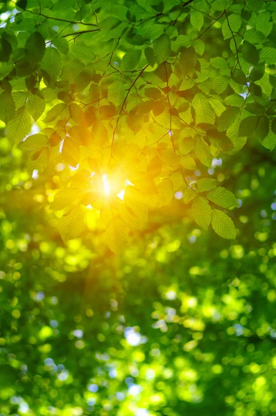 Green leaves and sun — Stock Photo, Image