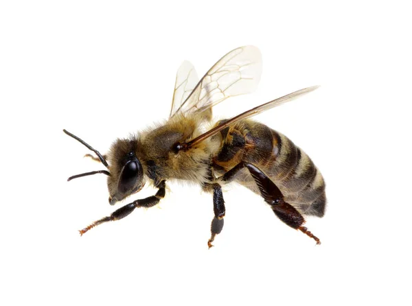 Včela izolovaných na bílém — Stock fotografie