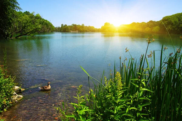 Água do lago e sol — Fotografia de Stock