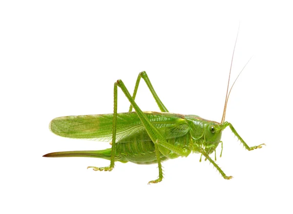 Green locust on white — Stock Photo, Image