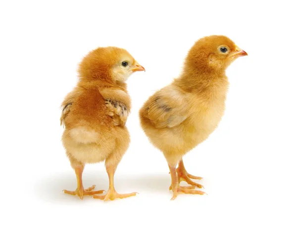 Chicks isolated on white — Stock Photo, Image