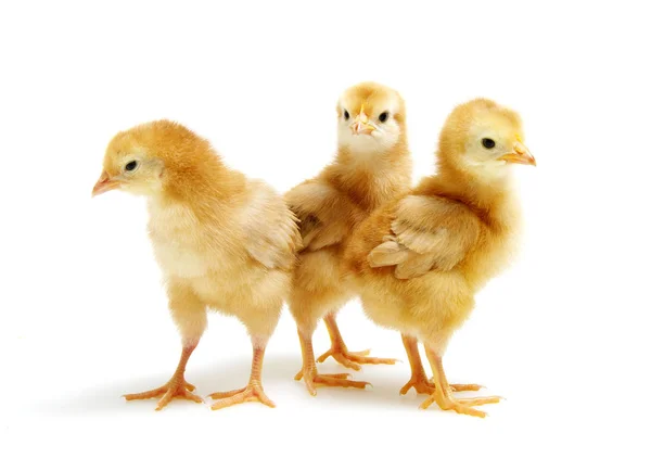 Chicks isolated on white — Stock Photo, Image