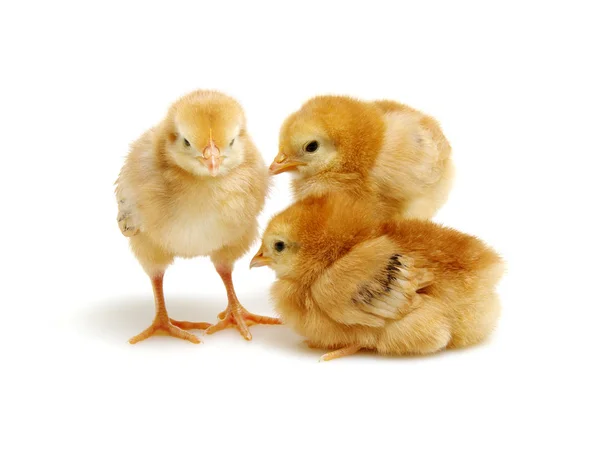 Chicks isolated on white — Stock Photo, Image