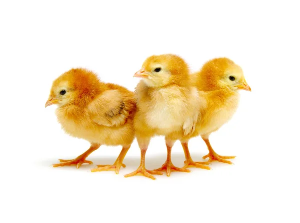 Kuřata izolovaných na bílém — Stock fotografie