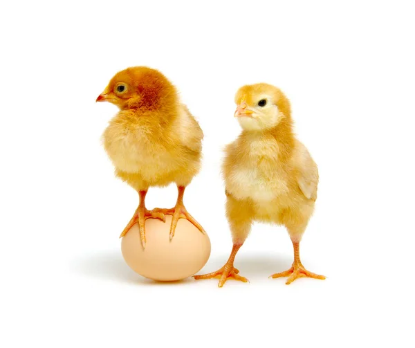 Kahverengi yumurta ve civciv — Stok fotoğraf