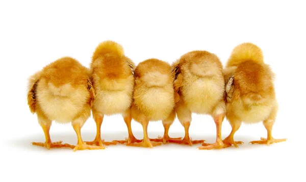 Chicks isolated on white background — Stock Photo, Image