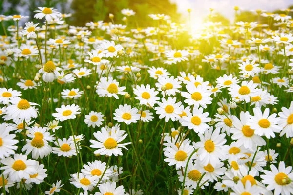 Campo de flores de margarida — Fotografia de Stock