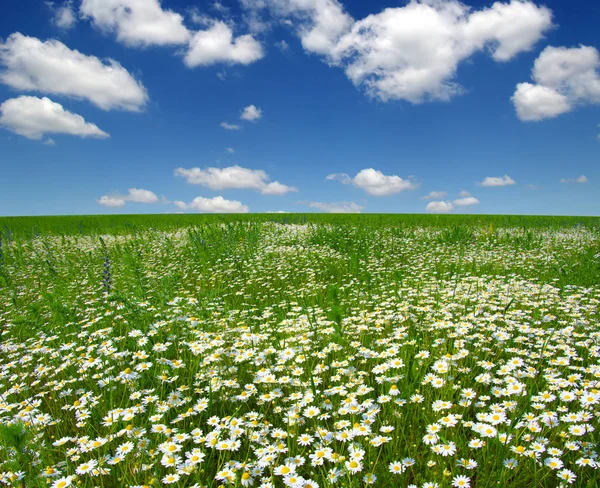 蓝天上的白色雏菊 — 图库照片