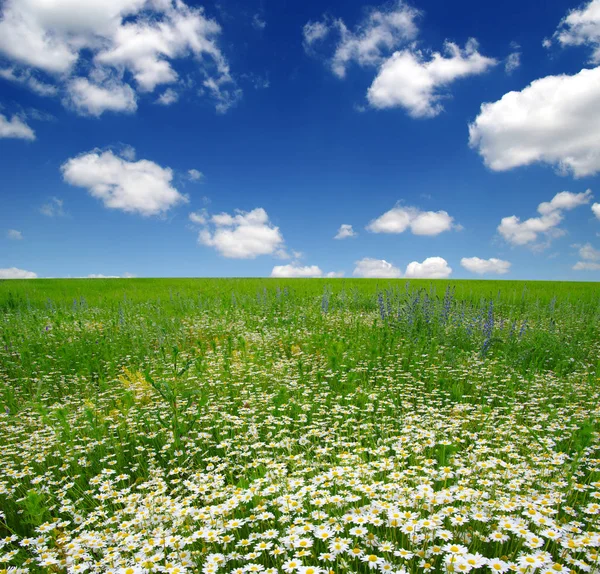 Vita prästkragar på blå himmel — Stockfoto