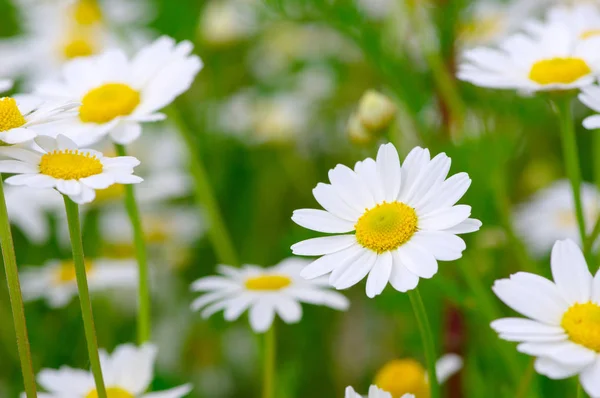 Vita Daisy på fältet — Stockfoto