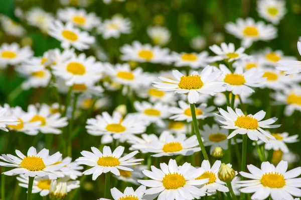 Witte kamille op het veld — Stockfoto