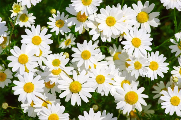 Beyaz papatya alan üzerinde