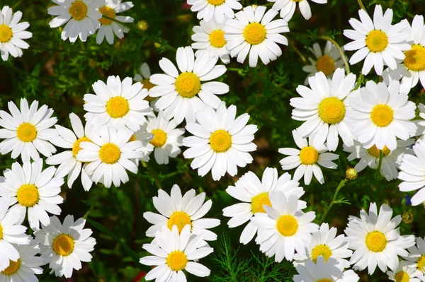 Sahada beyaz papatyalar