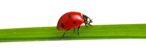 Roter Marienkäfer auf Gras — Stockfoto