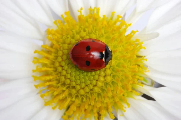 Mariquita en una flor — Foto de Stock