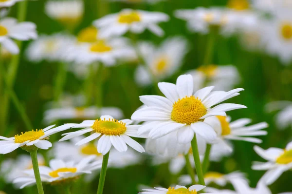 Camomilas blancas en el campo — Foto de Stock