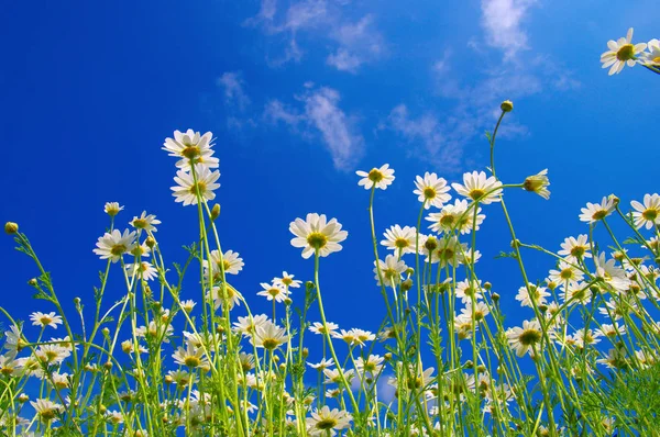 Camomille bianche sul cielo blu — Foto Stock