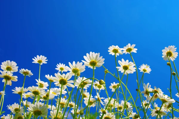 Camomilas blancas en el cielo azul — Foto de Stock