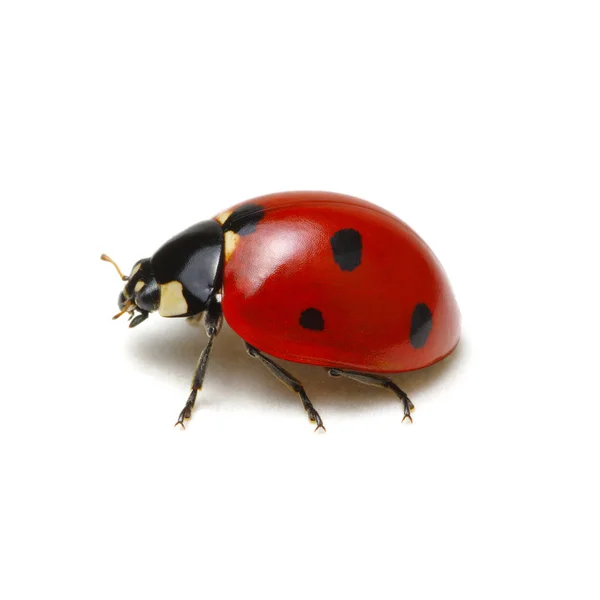 Ladybug isolated on white — Stock Photo, Image