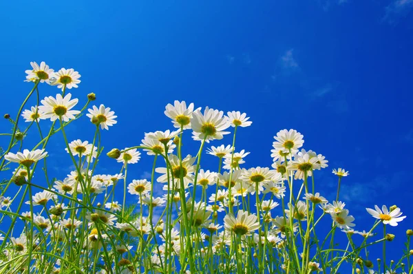 Weiße Kamillen am blauen Himmel — Stockfoto