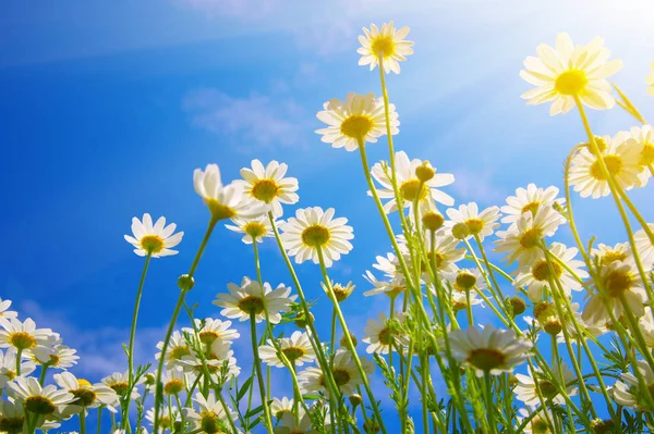 Field of daisies — Stock Photo, Image