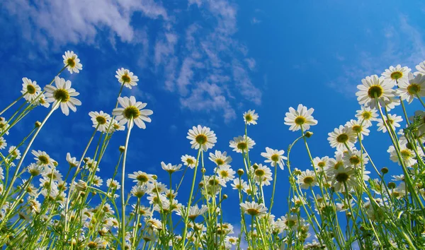 Camomille bianche sul cielo blu — Foto Stock