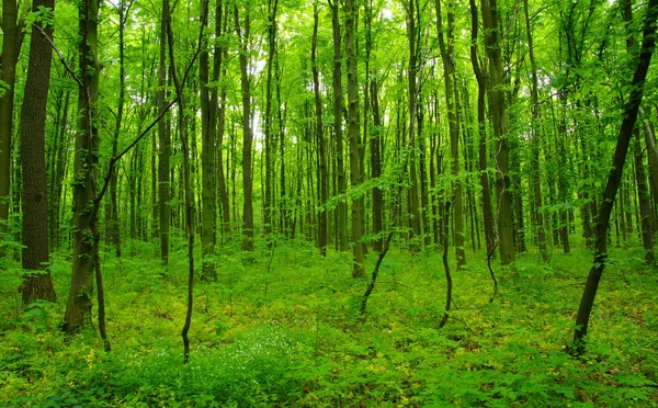 Forest trees in spring Stock Photo