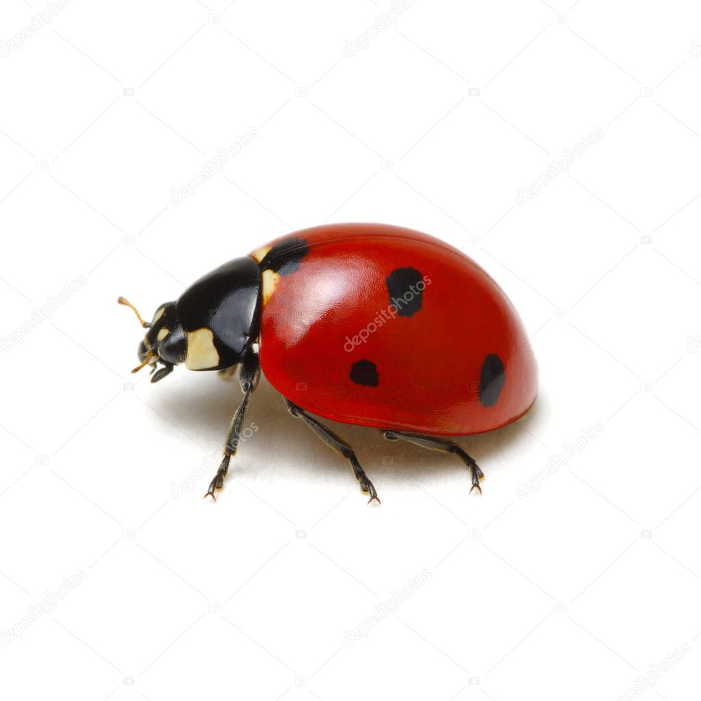 Ladybug isolated on white 