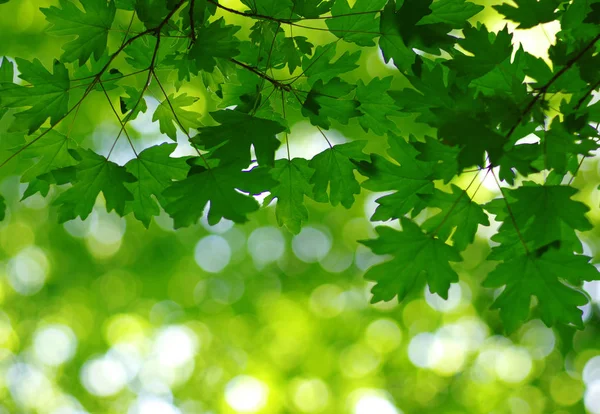 Grüne Blätter Hintergrund — Stockfoto