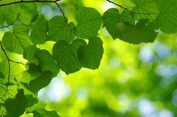 Grønn blader bakgrunn – stockfoto