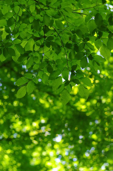 Gröna blad bakgrund — Stockfoto