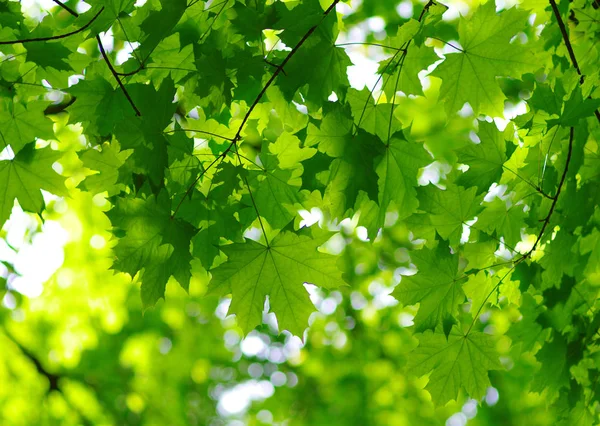 Green leaves background Royalty Free Stock Photos